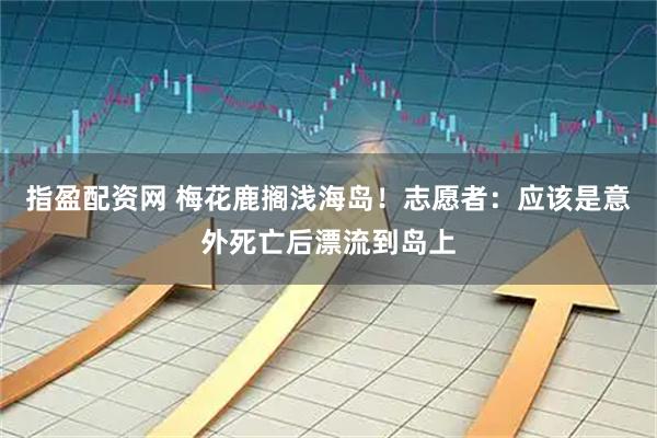 指盈配资网 梅花鹿搁浅海岛！志愿者：应该是意外死亡后漂流到岛上